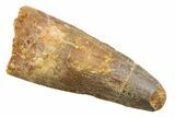 Fossil Spinosaurus Tooth - Real Dinosaur Tooth #352397-1